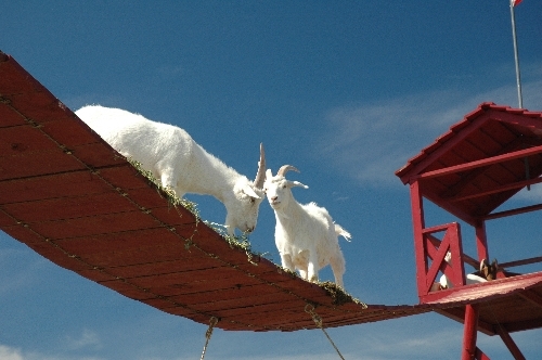 Goats Bridge