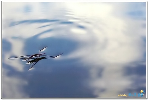 Water Skater